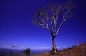 Picture Title - Lonely Tree