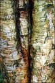 Picture Title - Silver Birches