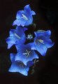 Picture Title - Blue Bells