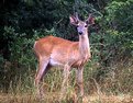 Picture Title - White Tail Deer