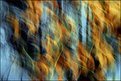 Picture Title - Blurred Leaves