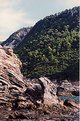 Picture Title - Pine Trees and Rocks