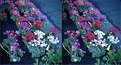 Picture Title - STEREO: Flowers for Sale