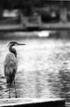 Picture Title - Great Blue Heron 4