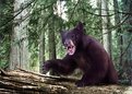 Picture Title - Bear3