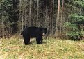 Picture Title - Bear2