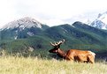 Picture Title - High Country Elk