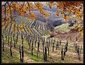 Picture Title - Vines of Collio