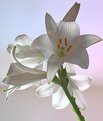 Picture Title - Backlight Lily
