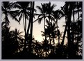 Picture Title - Palm Trees That I've Seen