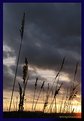 Picture Title - Reed Sunset I