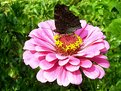 Picture Title - Zinnia