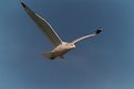 Picture Title - GULL IN FLIGHT