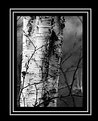 Picture Title - silver birch
