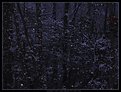 Picture Title - Snow at Night
