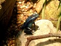 Picture Title - frog