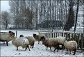 Picture Title - Feeding time