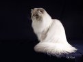 Picture Title - Himalayan 2 - William's Majestic Coat