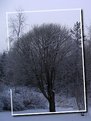 Picture Title - Snowy tree