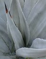 Picture Title - Agave Plant