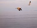 Picture Title - sea-gull