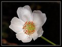 Picture Title - The Black BG and the white flower