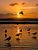 Gulls enjoying new years sunset