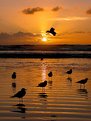 Picture Title - Gulls enjoying new years sunset