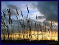 Picture Title - Reed Sunset III