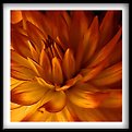 Picture Title - Framed Flower