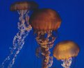 Picture Title - Dancing Jellies