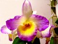 Picture Title - Orquídea