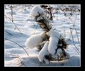 Picture Title - Under snow-coat