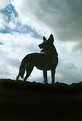 Picture Title - Dog Silhouette