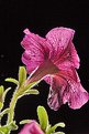 Picture Title - Petunia