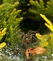 Picture Title - Araneus diadematus