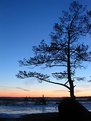 Picture Title - Tree behind the Stone