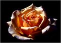 Picture Title - Rose of the night