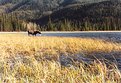 Picture Title - Lone Moose