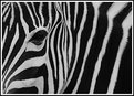 Picture Title - florida zebra
