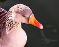 Picture Title - One Wet Duck
