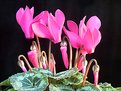 Picture Title - Cyclamen