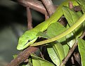 Picture Title - Green Snake