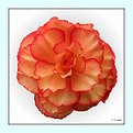 Picture Title - Begonia