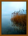 Picture Title - Reedreflection III