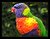 A Rainbow Lorikeet