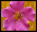 Picture Title - musk rose