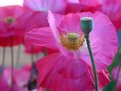 Picture Title - Shirley Poppy 3