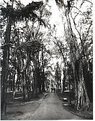 Picture Title - Amanecer en chapultepec