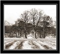 Picture Title - winter trees